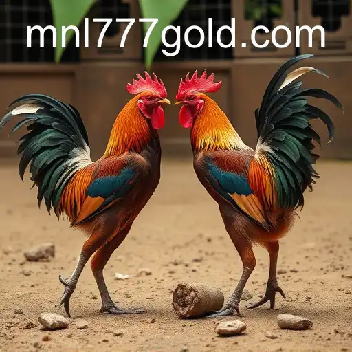 The Intricate World of Cockfighting and the Role of MNL 777